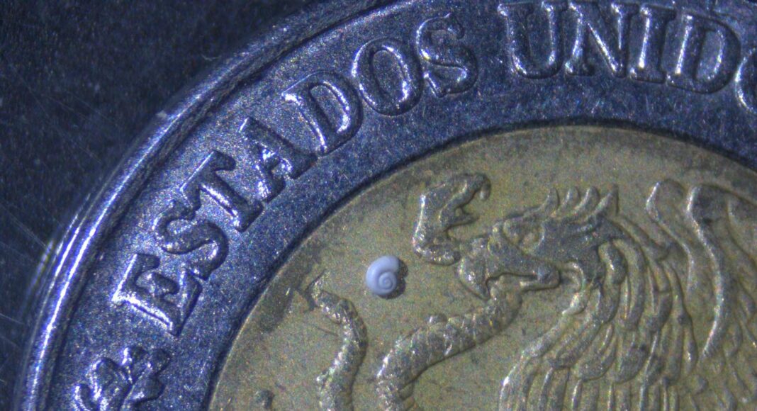 Descubren en Coahuila al caracol más pequeño del mundo