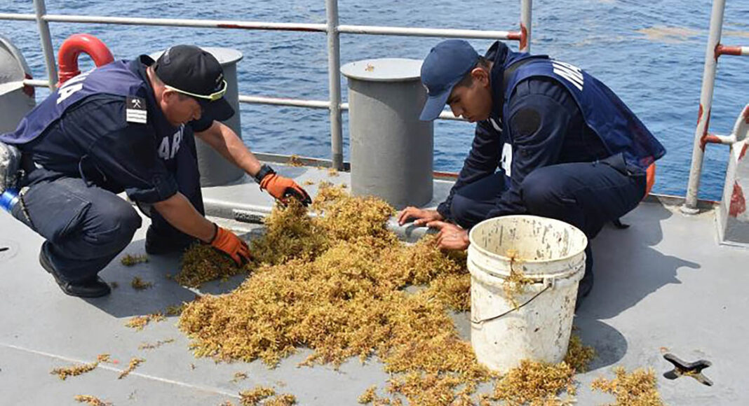 Semar recolecta 300 toneladas de sargazo en Quintana Roo