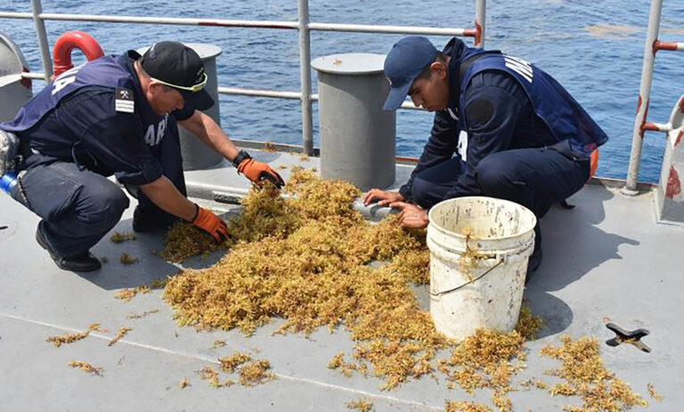 Semar recolecta 300 toneladas de sargazo en Quintana Roo