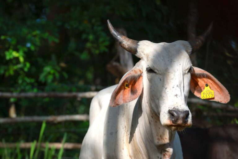 Yucatán confirma primer caso humano de miasis por gusano barrenador