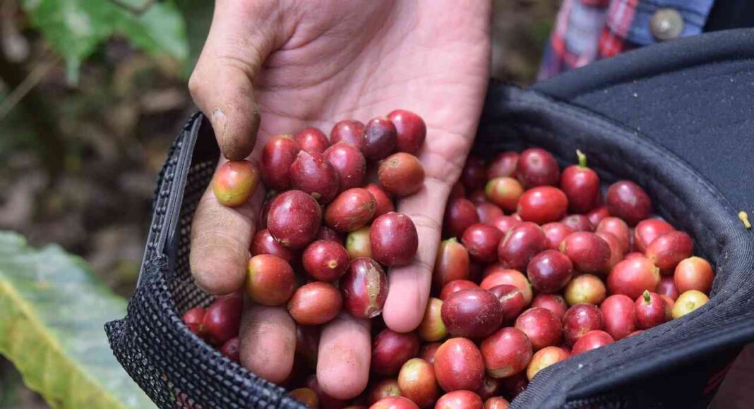 Exportaciones mexicanas de café alcanzan récord histórico por alza internacional de precios