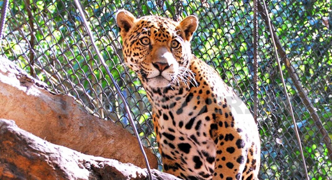 Fallece jaguar bajo resguardo del ZooMAT en Chiapas