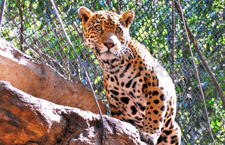 Fallece jaguar bajo resguardo del ZooMAT en Chiapas