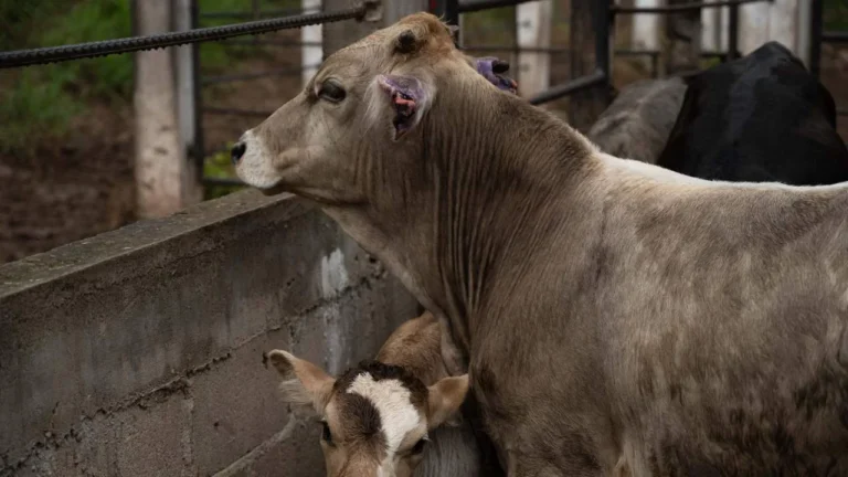 Caso de plaga en Nuevo León no frena acuerdo ganadero con EU