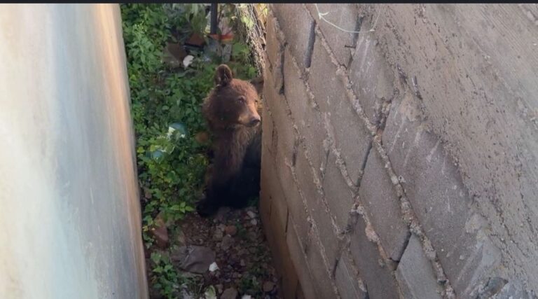 Rescatan a cachorro de oso negro en Cananea