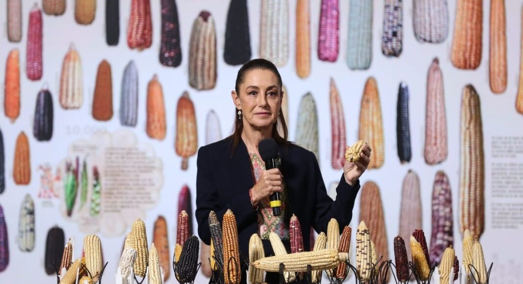 Reforma protege al maíz nativo y asegura su conservación: Sheinbaum