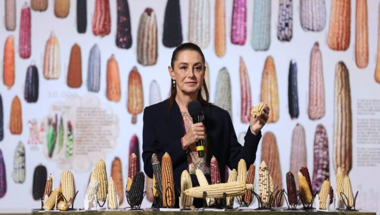 Reforma protege al maíz nativo y asegura su conservación: Sheinbaum