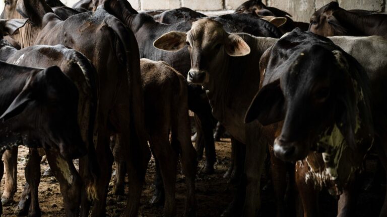 Ganado de Centroamérica solo ingresará por Puerto Chiapas: Sheinbaum