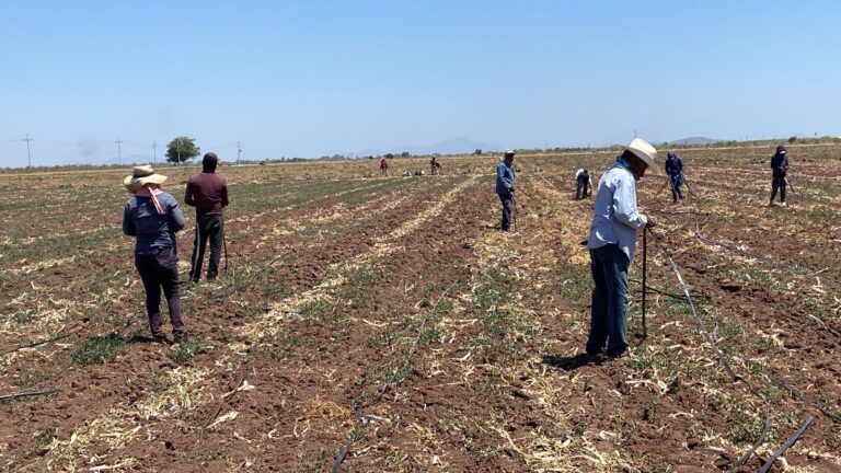 Lluvias permiten ampliar superficie de siembra en el sur de Sonora