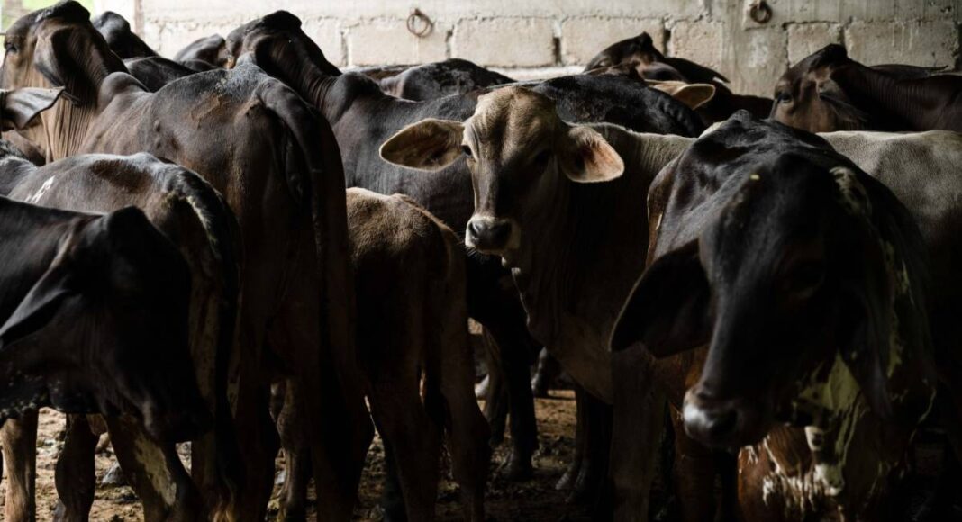 15 Más de mil ganaderos veracruzanos afectados por inundaciones