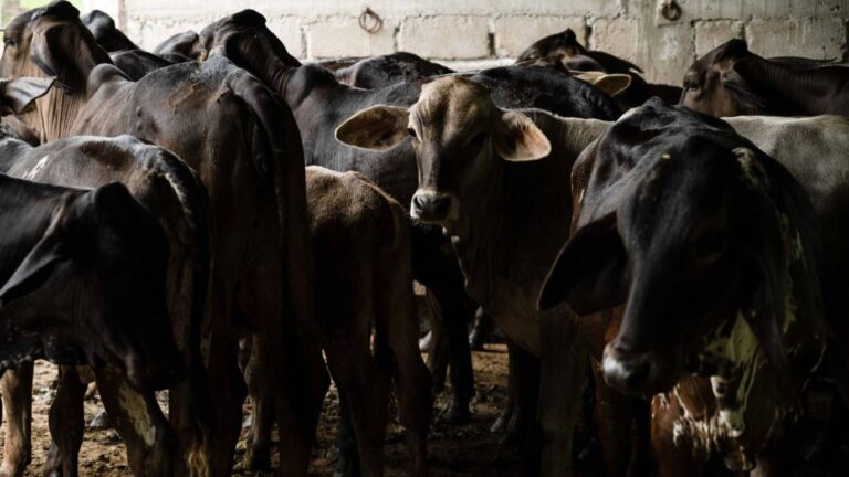 Más de mil ganaderos veracruzanos afectados por inundaciones