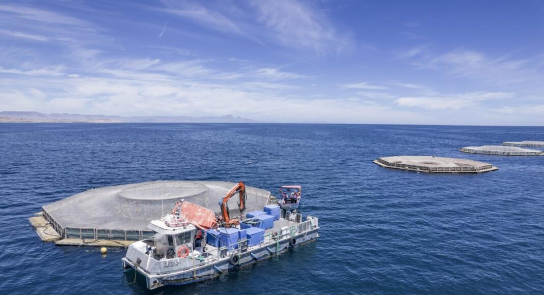 Vinculan a proceso a tres hombres por tráfico de totoaba y otras especies protegidas