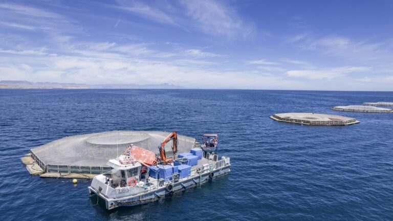 Vinculan a proceso a tres hombres por tráfico de totoaba y otras especies protegidas