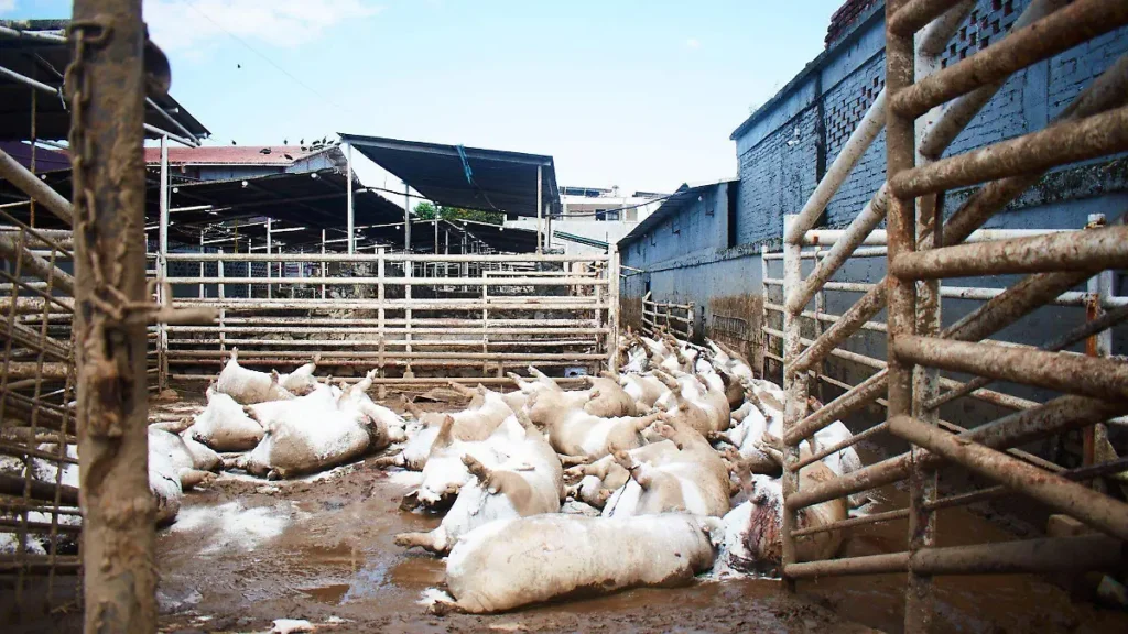 Más de mil ganaderos veracruzanos afectados por inundaciones 2 Más de mil ganaderos veracruzanos afectados por inundaciones
