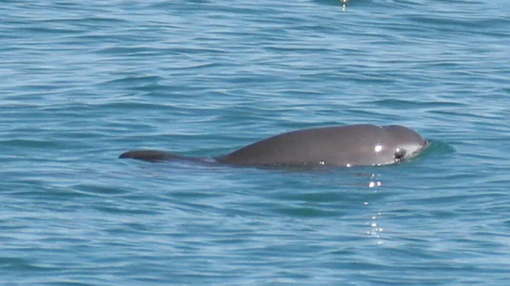 Detectan hasta 10 vaquitas marinas en el Alto Golfo de California 1 Detectan hasta 10 vaquitas marinas en el Alto Golfo de California