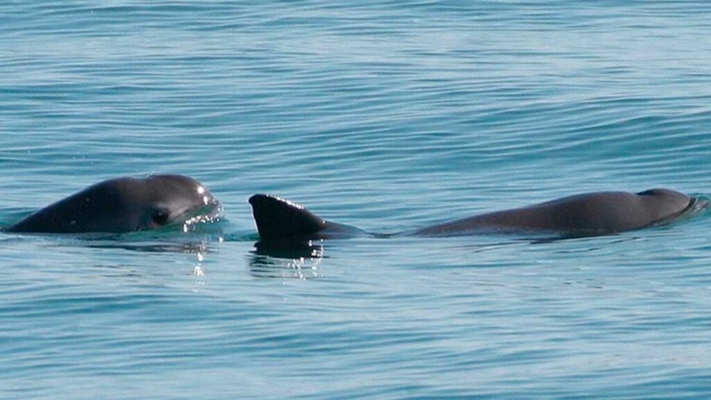 Detectan hasta 10 vaquitas marinas en el Alto Golfo de California 2 Detectan hasta 10 vaquitas marinas en el Alto Golfo de California