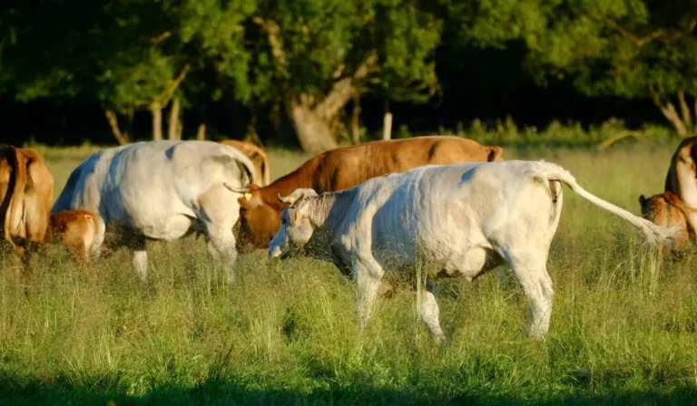 México avanza en plan de apoyo a ganaderos ante cierre fronterizo