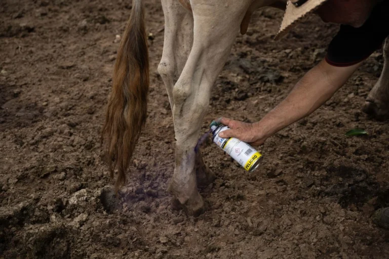 Aumentan a 658 los casos de gusano barrenador en Yucatán