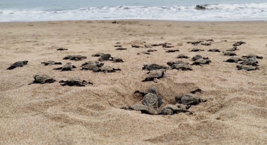 Ambientalista denuncia robo de arena en playa Los Corchos