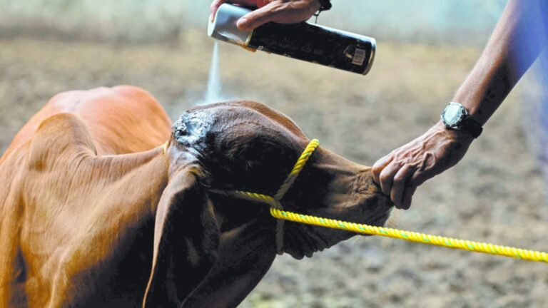 México buscará acuerdo con EU para reabrir frontera ganadera