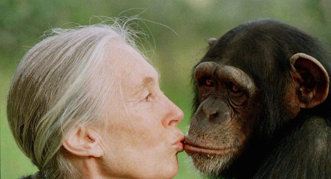 Muere Jane Goodall, pionera en el estudio de chimpancés, a los 91 años