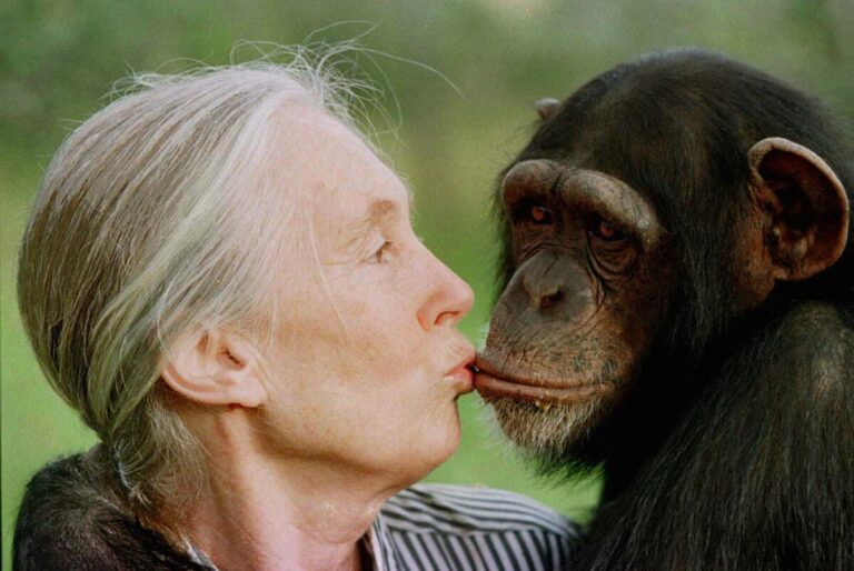 Muere Jane Goodall, pionera en el estudio de chimpancés, a los 91 años