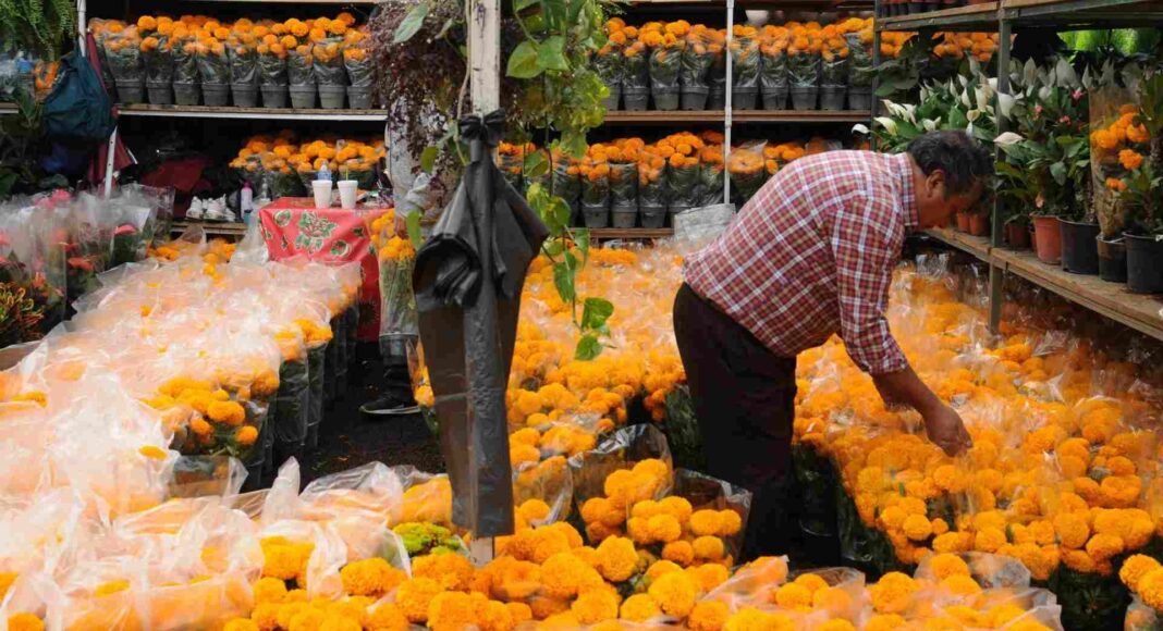 CDMX inicia venta récord de flor de cempasúchil