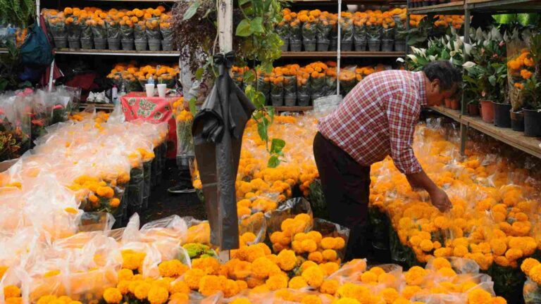 CDMX inicia venta récord de flor de cempasúchil