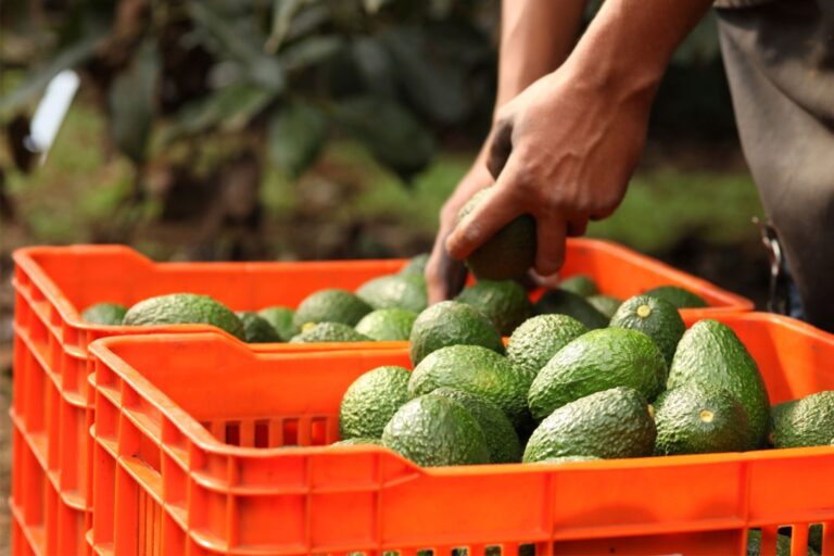 Productores de EU piden imponer barreras al aguacate mexicano