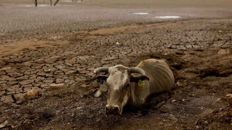Ocho de cada diez mexicanos perciben efectos del cambio climático