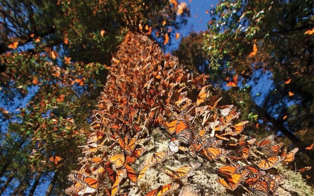 Mariposas monarca marcadas por satélite llegan a Michoacán 1 Mariposas monarca marcadas por satélite llegan a Michoacán