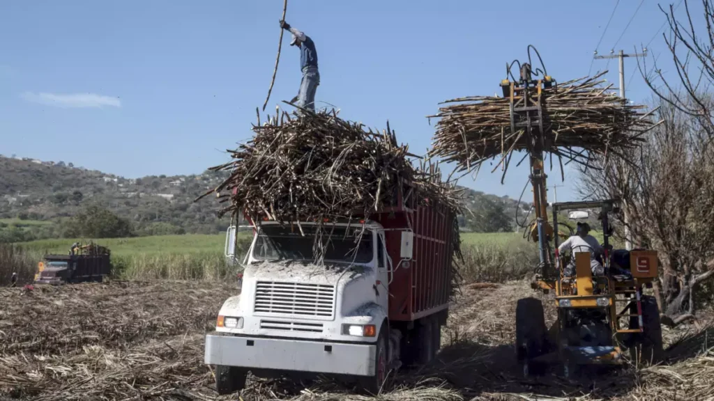 México eleva arancel al azúcar para proteger a cañeros 2 México eleva arancel al azúcar para proteger a cañeros