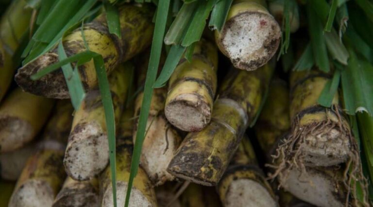 Cañeros buscan plan de rescate ante pérdidas por importaciones