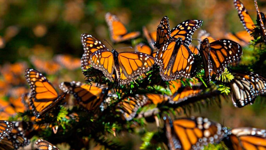 Trump retrasa decisión federal sobre protección a la mariposa monarca 1 Trump retrasa decisión federal sobre protección a la mariposa monarca