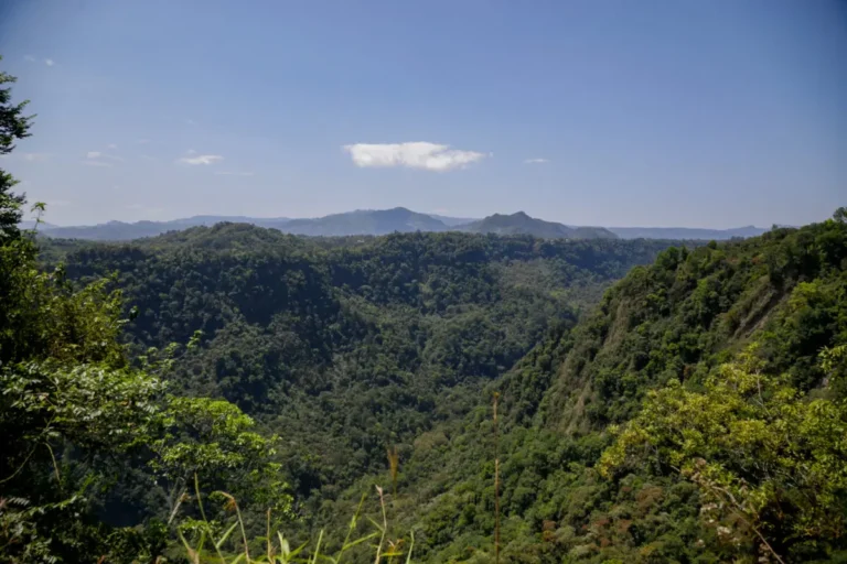 Minera Feldmex busca desmontar 10 hectáreas de bosque en Zacatlán