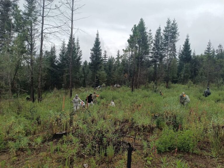 Guardia Nacional apoyará vigilancia ambiental federal