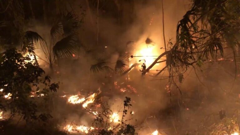Incendio destruye 250 palapas en Mahahual; hay detenido
