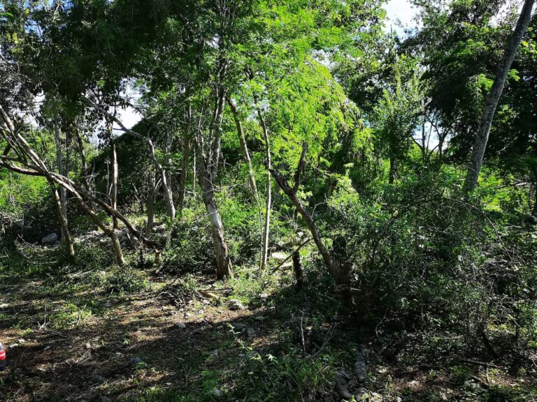 Hallan conjunto habitacional y pirámide en sitio arqueológico de Yucatán