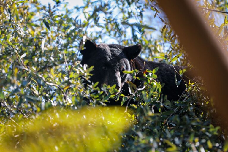 Rescatan oso negro que subió a un árbol en Monterrey
