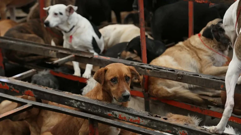 Operativo policiaco acompaña desalojo de animales del Refugio Franciscano