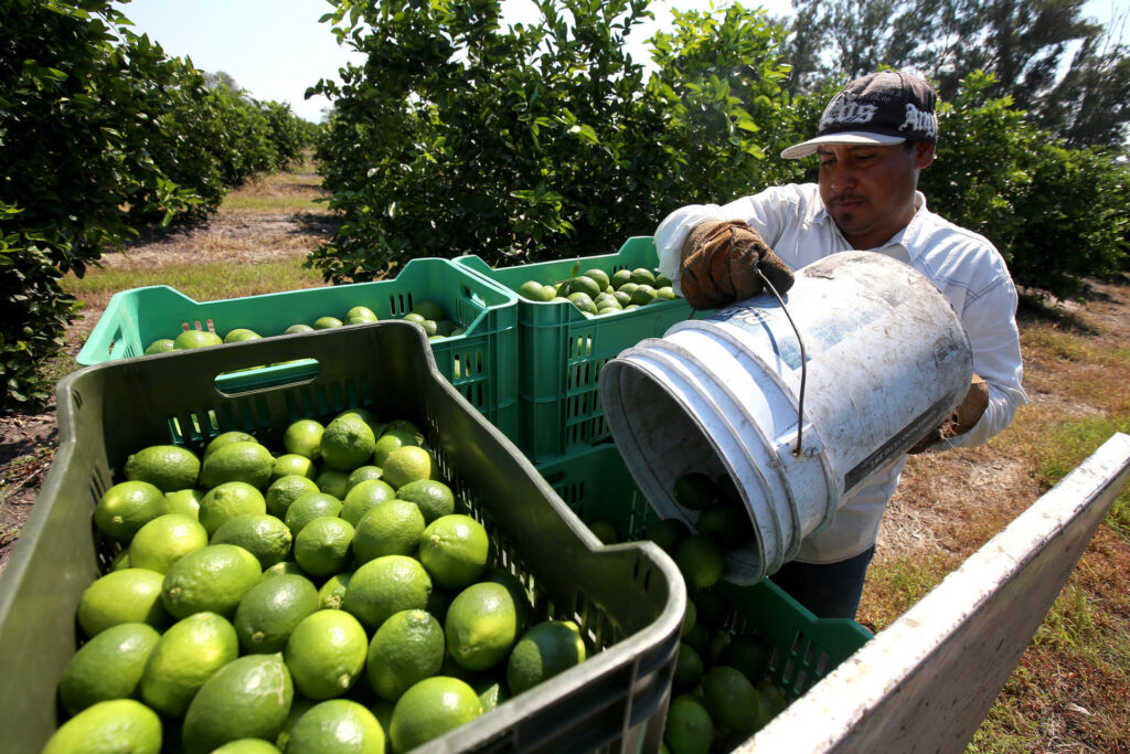 Refuerzan combate a la extorsión limonera en Tierra Caliente