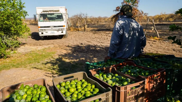 Refuerzan combate a la extorsión limonera en Tierra Caliente