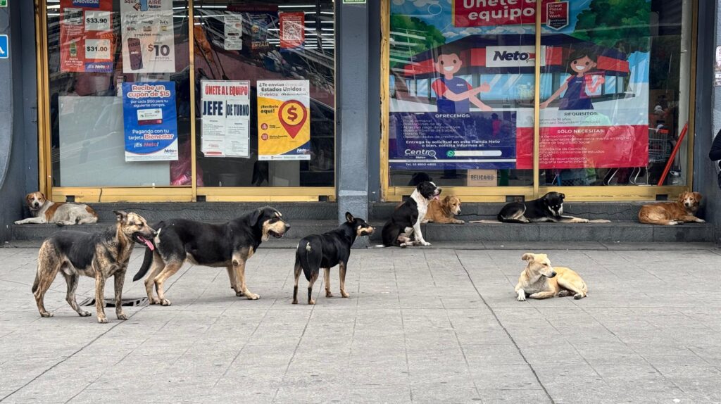 CDMX registra 1.2 millones de perros en situación de calle 1 CDMX registra 1.2 millones de perros en situación de calle