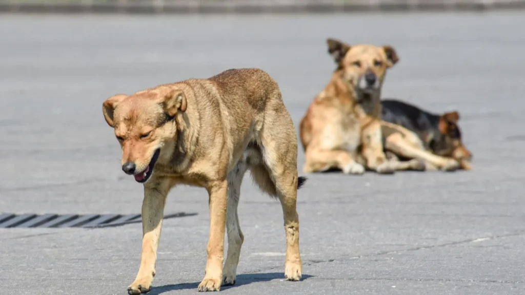 CDMX registra 1.2 millones de perros en situación de calle 2 CDMX registra 1.2 millones de perros en situación de calle