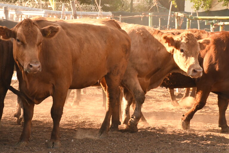 Inicia Gobierno del Estado actualización del Padrón Ganadero