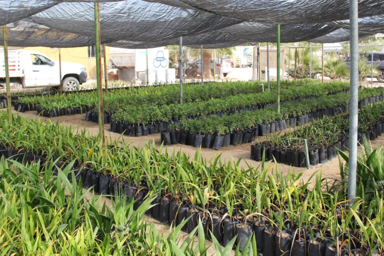 Gobierno estatal entrega mil plantas para reforestación en El Centenario