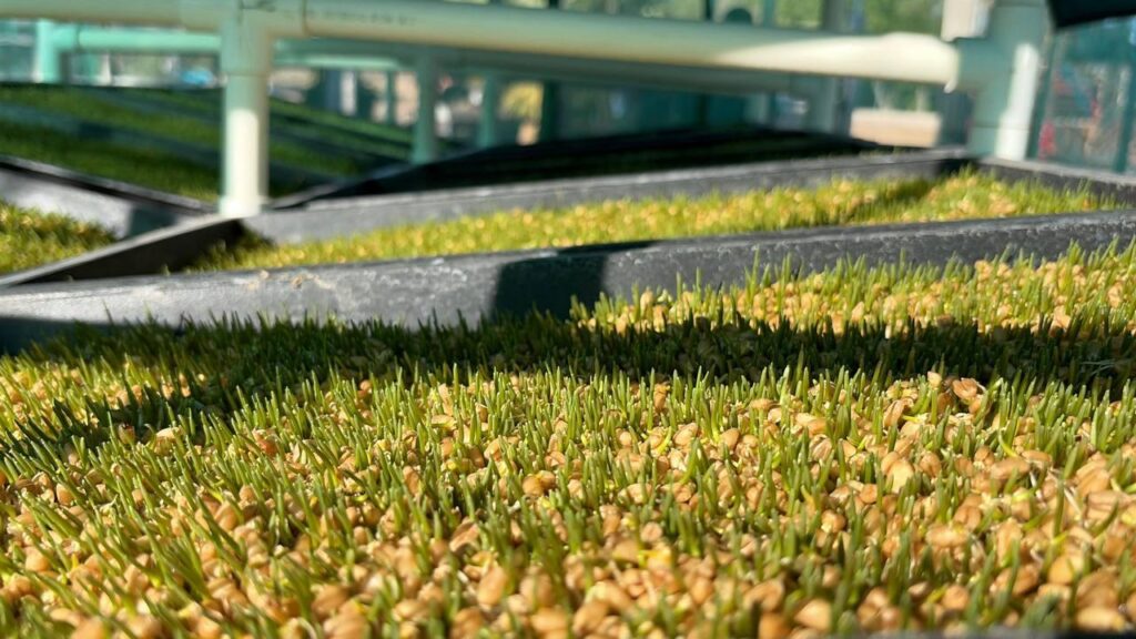 Implementa Gobierno del Estado módulos de forraje hidropónicoen BCS 8 Implementa Gobierno del Estado módulos de forraje hidropónicoen BCS