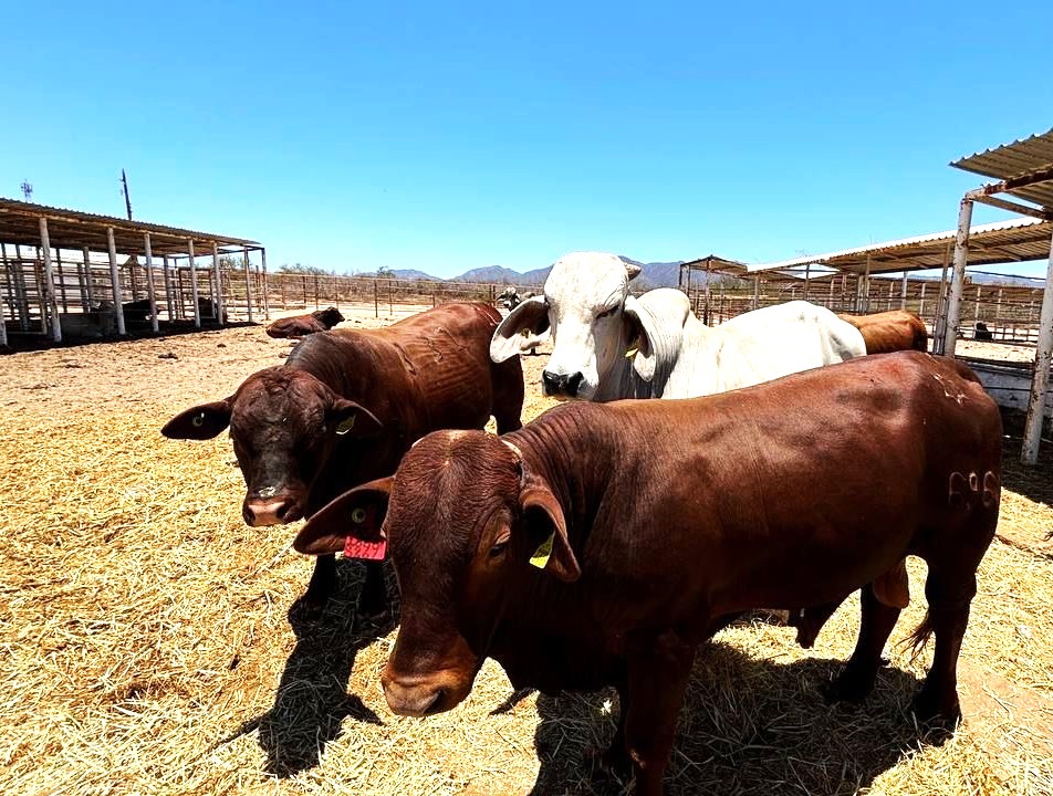 Presenta SEPADA balance de acciones en apoyo al sectorprimario