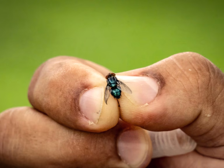 México respalda estrategia de EU contra gusano barrenador