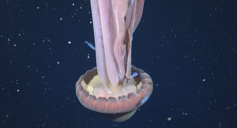 Captan medusa gigante del tamaño de un autobús en Argentina